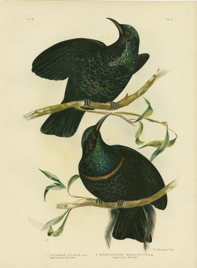Uccello fuciliere della regina Vittoria, 1891 da Gracius Broinowski